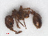  ( - RMNH.INS.549745)  @13 [ ] CreativeCommons - Attribution Non-Commercial Share-Alike (2013) Unspecified Naturalis Biodiversity Center