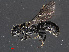  ( - RMNH.INS.543469)  @12 [ ] CreativeCommons - Attribution Non-Commercial Share-Alike (2013) Unspecified Naturalis Biodiversity Center