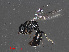  ( - RMNH.INS.543478)  @13 [ ] CreativeCommons - Attribution Non-Commercial Share-Alike (2013) Unspecified Naturalis Biodiversity Center