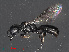  (Crossocerus congener - RMNH.INS.543486)  @14 [ ] CreativeCommons - Attribution Non-Commercial Share-Alike (2013) Unspecified Naturalis Biodiversity Center