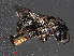  ( - RMNH.INS.543508)  @13 [ ] CreativeCommons - Attribution Non-Commercial Share-Alike (2013) Unspecified Naturalis Biodiversity Center