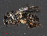  ( - RMNH.INS.543511)  @11 [ ] CreativeCommons - Attribution Non-Commercial Share-Alike (2013) Unspecified Naturalis Biodiversity Center