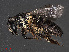  ( - RMNH.INS.543512)  @11 [ ] CreativeCommons - Attribution Non-Commercial Share-Alike (2013) Unspecified Naturalis Biodiversity Center