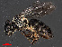  ( - RMNH.INS.543513)  @11 [ ] CreativeCommons - Attribution Non-Commercial Share-Alike (2013) Unspecified Naturalis Biodiversity Center