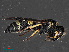  ( - RMNH.INS.543528)  @13 [ ] CreativeCommons - Attribution Non-Commercial Share-Alike (2013) Unspecified Naturalis Biodiversity Center