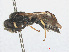  ( - RMNH.INS.543529)  @13 [ ] CreativeCommons - Attribution Non-Commercial Share-Alike (2013) Unspecified Naturalis Biodiversity Center