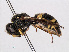  ( - RMNH.INS.543551)  @12 [ ] CreativeCommons - Attribution Non-Commercial Share-Alike (2013) Unspecified Naturalis Biodiversity Center