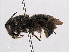  ( - RMNH.INS.545382)  @14 [ ] CreativeCommons - Attribution Non-Commercial Share-Alike (2013) Unspecified Naturalis Biodiversity Center