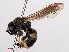  ( - RMNH.INS.545399)  @13 [ ] CreativeCommons - Attribution Non-Commercial Share-Alike (2013) Unspecified Naturalis Biodiversity Center