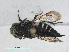  ( - RMNH.INS.545446)  @11 [ ] CreativeCommons - Attribution Non-Commercial Share-Alike (2013) Unspecified Naturalis Biodiversity Center
