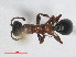  (Methocha ichneumonides - RMNH.INS.545447)  @12 [ ] CreativeCommons - Attribution Non-Commercial Share-Alike (2013) Unspecified Naturalis Biodiversity Center