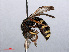  (Cerceris quinquefasciata - RMNH.INS.545479)  @14 [ ] CreativeCommons - Attribution Non-Commercial Share-Alike (2013) Unspecified Naturalis Biodiversity Center
