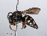 ( - RMNH.INS.545486)  @14 [ ] CreativeCommons - Attribution Non-Commercial Share-Alike (2013) Unspecified Naturalis Biodiversity Center