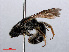  ( - RMNH.INS.545488)  @12 [ ] CreativeCommons - Attribution Non-Commercial Share-Alike (2013) Unspecified Naturalis Biodiversity Center