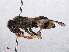  ( - RMNH.INS.545497)  @13 [ ] CreativeCommons - Attribution Non-Commercial Share-Alike (2013) Unspecified Naturalis Biodiversity Center