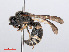 ( - RMNH.INS.545516)  @13 [ ] CreativeCommons - Attribution Non-Commercial Share-Alike (2013) Unspecified Naturalis Biodiversity Center