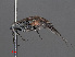 ( - RMNH.INS.545558)  @12 [ ] CreativeCommons - Attribution Non-Commercial Share-Alike (2013) Unspecified Naturalis Biodiversity Center