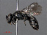  ( - RMNH.INS.546906)  @14 [ ] CreativeCommons - Attribution Non-Commercial Share-Alike (2013) Unspecified Naturalis Biodiversity Center