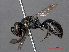  ( - RMNH.INS.546907)  @11 [ ] CreativeCommons - Attribution Non-Commercial Share-Alike (2013) Unspecified Naturalis Biodiversity Center