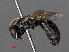  ( - RMNH.INS.546915)  @13 [ ] CreativeCommons - Attribution Non-Commercial Share-Alike (2013) Unspecified Naturalis Biodiversity Center