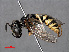  (Philanthus triangulum - RMNH.INS.546917)  @15 [ ] CreativeCommons - Attribution Non-Commercial Share-Alike (2013) Unspecified Naturalis Biodiversity Center