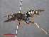  ( - RMNH.INS.546924)  @13 [ ] CreativeCommons - Attribution Non-Commercial Share-Alike (2013) Unspecified Naturalis Biodiversity Center