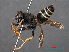  ( - RMNH.INS.546925)  @13 [ ] CreativeCommons - Attribution Non-Commercial Share-Alike (2013) Unspecified Naturalis Biodiversity Center