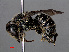  ( - RMNH.INS.546927)  @15 [ ] CreativeCommons - Attribution Non-Commercial Share-Alike (2013) Unspecified Naturalis Biodiversity Center