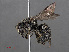  ( - RMNH.INS.546928)  @14 [ ] CreativeCommons - Attribution Non-Commercial Share-Alike (2013) Unspecified Naturalis Biodiversity Center