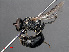  ( - RMNH.INS.546933)  @11 [ ] CreativeCommons - Attribution Non-Commercial Share-Alike (2013) Unspecified Naturalis Biodiversity Center