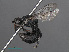  ( - RMNH.INS.546936)  @11 [ ] CreativeCommons - Attribution Non-Commercial Share-Alike (2013) Unspecified Naturalis Biodiversity Center