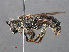  ( - RMNH.INS.546943)  @14 [ ] CreativeCommons - Attribution Non-Commercial Share-Alike (2013) Unspecified Naturalis Biodiversity Center