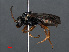 ( - RMNH.INS.546956)  @13 [ ] CreativeCommons - Attribution Non-Commercial Share-Alike (2013) Unspecified Naturalis Biodiversity Center