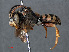  ( - RMNH.INS.546957)  @15 [ ] CreativeCommons - Attribution Non-Commercial Share-Alike (2013) Unspecified Naturalis Biodiversity Center