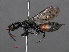  ( - RMNH.INS.546970)  @13 [ ] CreativeCommons - Attribution Non-Commercial Share-Alike (2013) Unspecified Naturalis Biodiversity Center