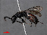  ( - RMNH.INS.546971)  @13 [ ] CreativeCommons - Attribution Non-Commercial Share-Alike (2013) Unspecified Naturalis Biodiversity Center