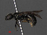  ( - RMNH.INS.546982)  @12 [ ] CreativeCommons - Attribution Non-Commercial Share-Alike (2013) Unspecified Naturalis Biodiversity Center
