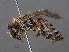 ( - RMNH.INS.546987)  @11 [ ] CreativeCommons - Attribution Non-Commercial Share-Alike (2013) Unspecified Naturalis Biodiversity Center