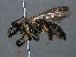  ( - RMNH.INS.547019)  @14 [ ] CreativeCommons - Attribution Non-Commercial Share-Alike (2013) Unspecified Naturalis Biodiversity Center