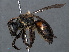  ( - RMNH.INS.547021)  @14 [ ] CreativeCommons - Attribution Non-Commercial Share-Alike (2013) Unspecified Naturalis Biodiversity Center