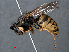  ( - RMNH.INS.547030)  @14 [ ] CreativeCommons - Attribution Non-Commercial Share-Alike (2013) Unspecified Naturalis Biodiversity Center