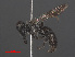  ( - RMNH.INS.547051)  @11 [ ] CreativeCommons - Attribution Non-Commercial Share-Alike (2013) Unspecified Naturalis Biodiversity Center