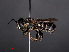  ( - RMNH.INS.547079)  @12 [ ] CreativeCommons - Attribution Non-Commercial Share-Alike (2013) Unspecified Naturalis Biodiversity Center