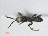  ( - RMNH.INS.547287)  @11 [ ] CreativeCommons - Attribution Non-Commercial Share-Alike (2013) Unspecified Naturalis Biodiversity Center
