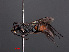  ( - RMNH.INS.547289)  @12 [ ] CreativeCommons - Attribution Non-Commercial Share-Alike (2013) Unspecified Naturalis Biodiversity Center