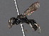  (Lindenius - RMNH.INS.547304)  @15 [ ] CreativeCommons - Attribution Non-Commercial Share-Alike (2013) Unspecified Naturalis Biodiversity Center