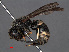  ( - RMNH.INS.547313)  @13 [ ] CreativeCommons - Attribution Non-Commercial Share-Alike (2013) Unspecified Naturalis Biodiversity Center