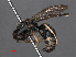  ( - RMNH.INS.547314)  @13 [ ] CreativeCommons - Attribution Non-Commercial Share-Alike (2013) Unspecified Naturalis Biodiversity Center