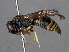  ( - RMNH.INS.547315)  @13 [ ] CreativeCommons - Attribution Non-Commercial Share-Alike (2013) Unspecified Naturalis Biodiversity Center
