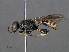  (Crossocerus binotatus - RMNH.INS.547325)  @15 [ ] CreativeCommons - Attribution Non-Commercial Share-Alike (2013) Unspecified Naturalis Biodiversity Center